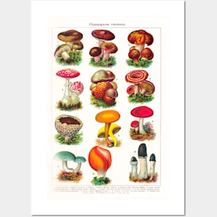 A variety of mushroom species Posters and Art